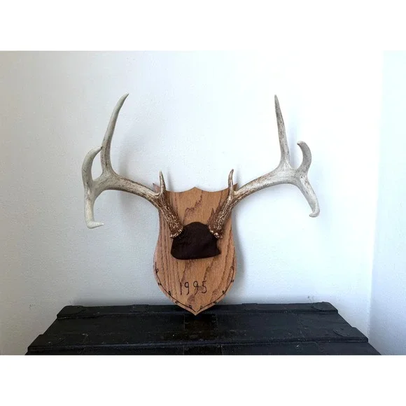 8 Point Whitetail Deer Antler Rack on Oak Plaque Rustic Michigan Mount 20" Wide - Picture 14 of 16